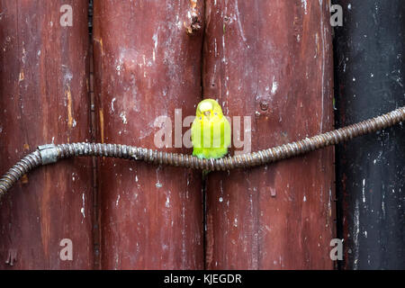 Gelb - gekrönte Amazon bei den Lagunas de Montebello Nationalpark Mexiko Stockfoto