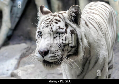 Seltene weiße Tiger, shootin von weit, Sommer 2017 Stockfoto