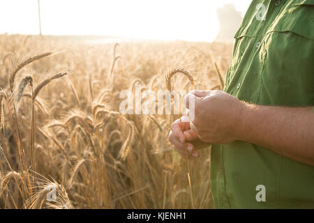Die Hände der kaukasischen Mann Weizen Prüfung Stockfoto