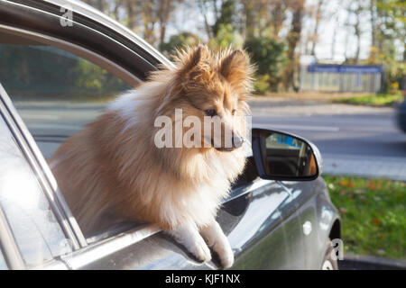 Shetland sheepdog sieht aus einem Auto Fenster Stockfoto