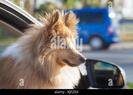 Shetland sheepdog sieht aus einem Auto Fenster Stockfoto