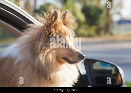 Shetland sheepdog sieht aus einem Auto Fenster Stockfoto