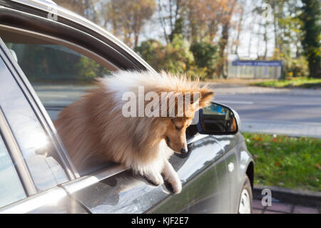 Shetland sheepdog sieht aus einem Auto Fenster Stockfoto