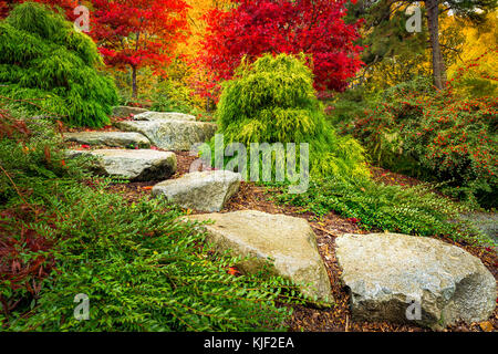 Trittsteine auf Roten japanischen Ahorn Bäume in Kubota Garten führen, Seattle, Washington State. Stockfoto