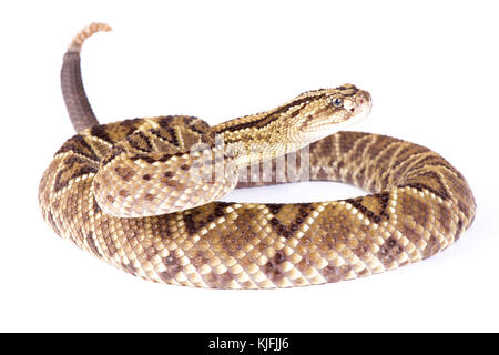 Südamerikanische Klapperschlange, durissus crotalus durissus Stockfoto