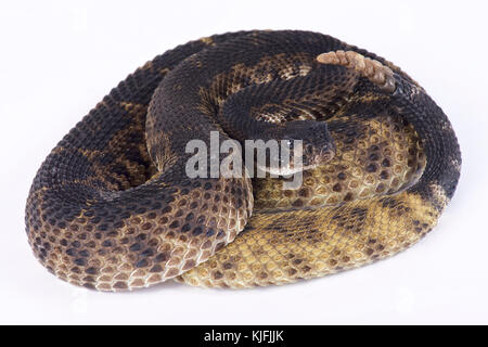 Western diamondback Rattlesnake, crotalus Atrox Stockfoto