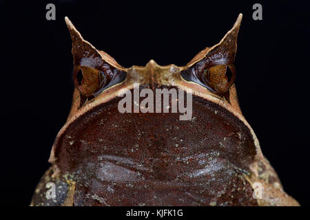 Malayan gehörnter Frosch, Megophrys nasuta Stockfoto