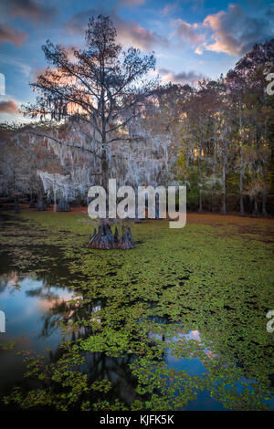 Caddo Lake ist ein See und Feuchtgebiet an der Grenze zwischen Texas und Louisiana. Stockfoto