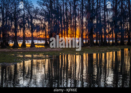 Caddo Lake ist ein See und Feuchtgebiet an der Grenze zwischen Texas und Louisiana. Stockfoto