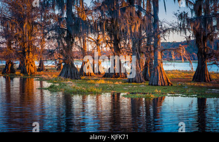 Caddo Lake ist ein See und Feuchtgebiet an der Grenze zwischen Texas und Louisiana. Stockfoto