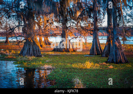 Caddo Lake ist ein See und Feuchtgebiet an der Grenze zwischen Texas und Louisiana. Stockfoto