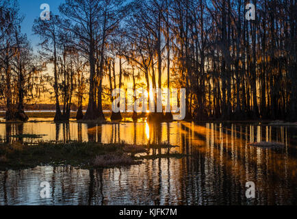 Caddo Lake ist ein See und Feuchtgebiet an der Grenze zwischen Texas und Louisiana. Stockfoto