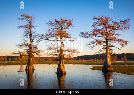 Caddo Lake ist ein See und Feuchtgebiet an der Grenze zwischen Texas und Louisiana. Stockfoto