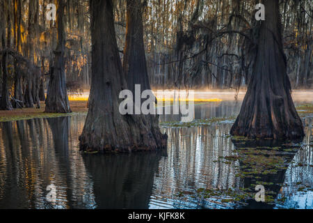 Caddo Lake ist ein See und Feuchtgebiet an der Grenze zwischen Texas und Louisiana. Stockfoto