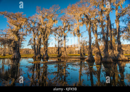 Caddo Lake ist ein See und Feuchtgebiet an der Grenze zwischen Texas und Louisiana. Stockfoto