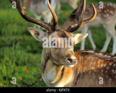 Nahaufnahme eines männlichen Hirsche Kopf mit Geweih auf den Hirsch Lager in Rotterdam, Niederlande Stockfoto