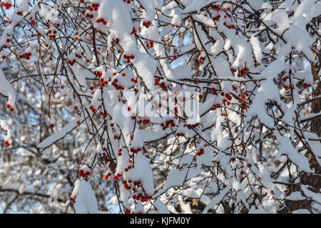 Die Trauben der Roten viburnum Beeren auf Zweige unter Schnee an einem sonnigen Tag Stockfoto