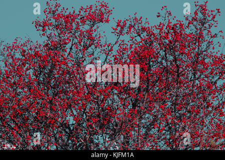 Schöne hawthorn Baum mit roten Beeren gegen Himmel, grün getönt Stockfoto