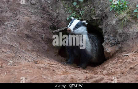 Dachs, wilde, Eingeborener, Europäischen Dachs (Meles meles), die sich aus der Sven im natürlichen Lebensraum Wald. Horizontale. Landschaft Stockfoto