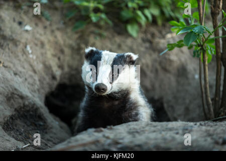 Dachs, wilde, Eingeborener, Europäischen Dachs (Meles meles), die sich aus der Sven im natürlichen Lebensraum Wald. Horizontale. Landschaft Stockfoto