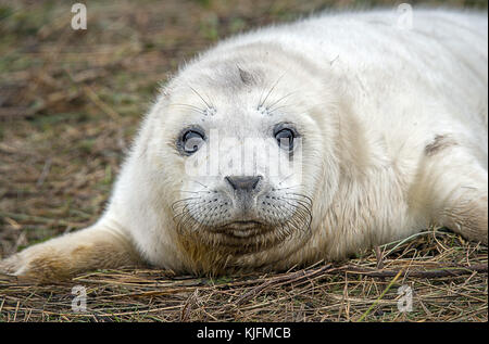 Eine Nahaufnahme Portrait von einem grauen SEAL Pup direkt Freuen und scheint zu lächeln. Stockfoto