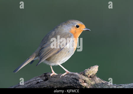 Eine Nahaufnahme portrait einer Robin auf einem Ast sitzend und Suchen neugierig auf der rechten Seite Stockfoto