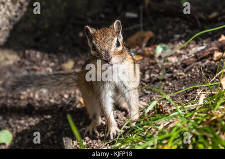 Portrait von schön und niedlich Chipmunk closeup Stockfoto