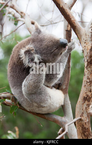 Ein koalabär fotografiert Sitzen auf dem Baum entlang der Great Ocean Road in Victoria, Australien. Der Koala ist ein australischer Symbol. Stockfoto