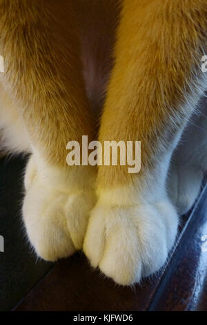 Weiße Stiefel auf haarige Pfoten eines Ingwer Katze als sie sitzt auf einem Schreibtisch Stockfoto