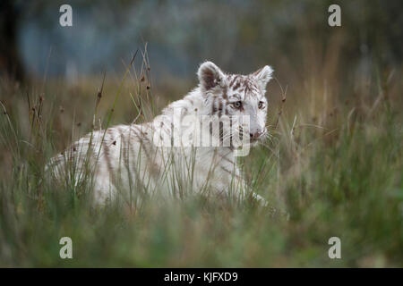 Königlicher Bengaltiger ( Panthera tigris ), weißes Tier, Spaziergang durch hohe Grasflächen, Seitenansicht in typischer Umgebung, niedriger Blickwinkel. Stockfoto
