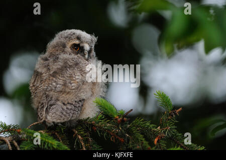 Waldohreule (asio Otus), Mauser junge Küken, gerade flügge, in einem Baum gehockt, wacht über seine Schulter, sieht Ernst, Europa. Stockfoto