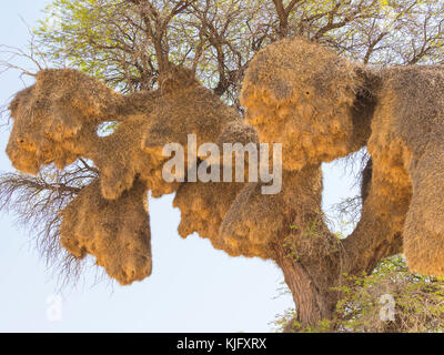 Die kommunale Nester der geselligen Webervögel in einem camelthorn Baum im Kgalagadi Transfrontier Park gebietsübergreifende Südafrika und Botswana. Stockfoto