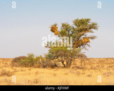 Die kommunale Nester der geselligen Webervögel in einem camelthorn Baum im Kgalagadi Transfrontier Park gebietsübergreifende Südafrika und Botswana. Stockfoto