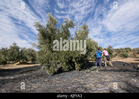 Männer Arbeiter schlagen Oliven von Bäumen mit einem Stock und einem Olivenschüttler Maschine während der Olivenernte in der Provinz Jaén Stockfoto