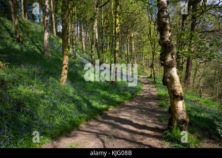 Fußweg durch Schwalben Wald Naturschutzgebiet auf einem sunyy Frühling, hollingworth, Derbyshire, England. Stockfoto