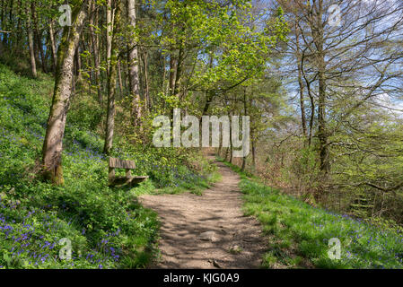 Fußweg durch Schwalben Wald Naturschutzgebiet auf einem sunyy Frühling, hollingworth, Derbyshire, England. Stockfoto