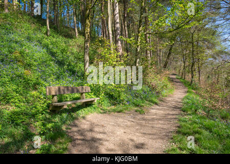 Fußweg durch Schwalben Wald Naturschutzgebiet auf einem sunyy Frühling, hollingworth, Derbyshire, England. Stockfoto