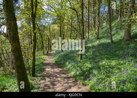 Fußweg durch Schwalben Wald Naturschutzgebiet auf einem sunyy Frühling, hollingworth, Derbyshire, England. Stockfoto