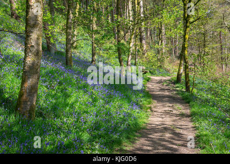 Fußweg durch Schwalben Wald Naturschutzgebiet auf einem sunyy Frühling, hollingworth, Derbyshire, England. Stockfoto