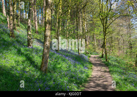 Fußweg durch Schwalben Wald Naturschutzgebiet auf einem sunyy Frühling, hollingworth, Derbyshire, England. Stockfoto