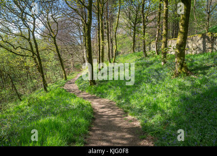 Fußweg durch Schwalben Wald Naturschutzgebiet auf einem sunyy Frühling, hollingworth, Derbyshire, England. Stockfoto