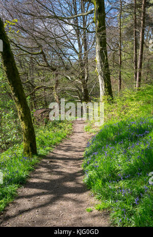 Fußweg durch Schwalben Wald Naturschutzgebiet an einem sonnigen Frühlingstag, hollingworth, Derbyshire, England. Stockfoto