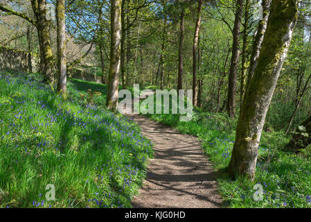 Fußweg durch Schwalben Wald Naturschutzgebiet an einem sonnigen Frühlingstag, hollingworth, Derbyshire, England. Stockfoto