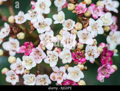 Eine Makroaufnahme mit Blick auf einige Viburnum bush blossom. Stockfoto