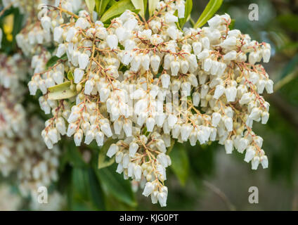 Eine Makroaufnahme der weiße Blüte eines Waldes Flamme Bush. Stockfoto