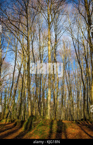 Schönen Buchenwald in der Nähe von Stadt Olot in Spanien, La fageda Stockfoto