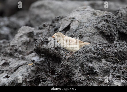 Darwins Finches - ein kleiner Bodenfinch, ( Geospiza fuliginosa ), auf Lavagestein, Espanola Island, Galapagos Islands Stockfoto