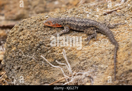 Lavaeidechse, Insel Floreana, Galapagos-Inseln ( Microlophus greyii ); Erwachsener, männlich ( Stockfoto