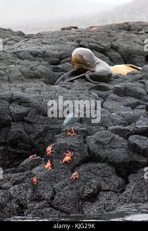 Galapagos wildlife einschließlich Galapagos sea lion, Galapagos Heron und Sally Lightfoot Krabben, Espanola Island, Galapagos, Ecuador, Südamerika Stockfoto