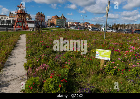 Kommunale blumen Betten mit einem pollinator flower Mix gepflanzt, um die Tierwelt und sehen toll aus. Place du Minck, Dünkirchen, Frankreich Stockfoto